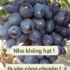 CÂY GIỐNG NHO tím ngọt - purple sweet không hạt chùm to nhập khẩu