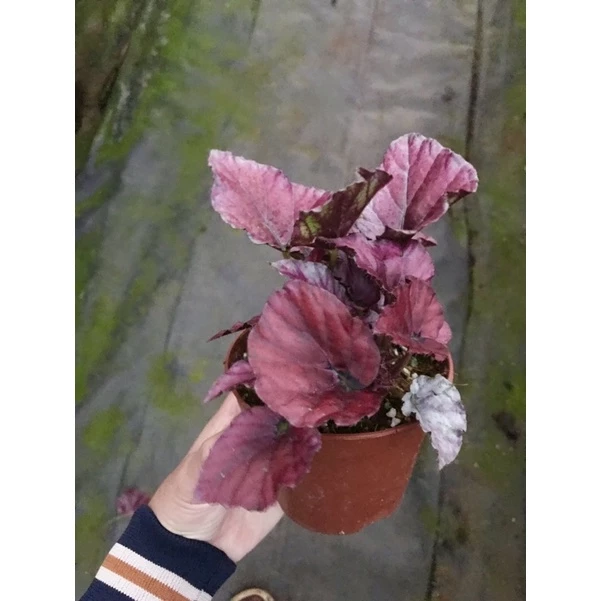 Chậu cây hải đường Begonia Red Bull - Hải đường Red bull Chậu cây hải đường Begonia Red Bull - Hải đường Red bull