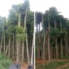 Cây Lát Hoa đẹp trồng công trình đường kính 5-6-7-8-10cm -12cm-15cm- 18cm-20cm-25cm-30cm-35cm cao 3m-4m-5m-6m-7m