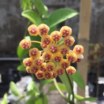 Chậu hoa lan cẩm cù Hoya "  Bicknellii "