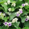 Cây bạc thau – Argyreia nervosa