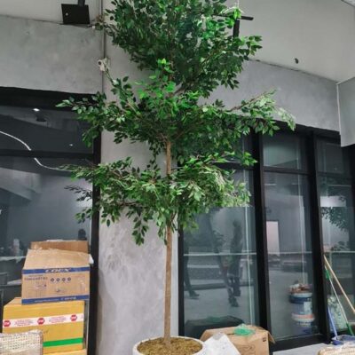 Cây Bàng Đài Loan Giả