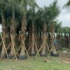 Cây Cọ Thân Trơn ( Cọ Lá Xẻ) cảnh đẹp trồng công trình, đa dạng kích cỡ :  lộ thân 80cm- 1m - 1.5m - 2m - 2.5m - cao 3m-4m - 5m - 6m