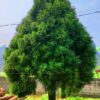 Cây Giống Hoàng Đàn Tuyết Lạng Sơn (Cupressus torulosa D.Don)