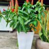 Cây Phúc lộc thọ