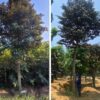 Cây Vú Sữa tím, Cây Vú Sữa trắng trồng công trình đường kính 6m, 8cm, 10cm-15cm -20cm - 25cm cao 3m-4m-5m-6m-7m -8m