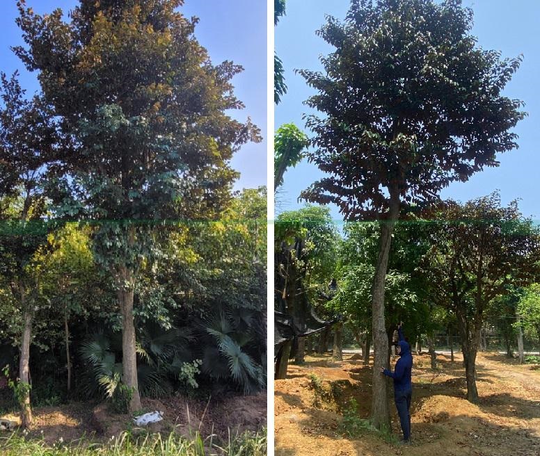 Cây Vú Sữa tím, Cây Vú Sữa trắng trồng công trình đường kính 6m, 8cm, 10cm-15cm -20cm - 25cm cao 3m-4m-5m-6m-7m -8m Cây Vú Sữa tím, Cây Vú Sữa trắng trồng công trình đường kính 6m, 8cm, 10cm-15cm -20cm - 25cm cao 3m-4m-5m-6m-7m -8m