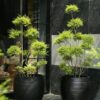 Chậu Cây Tùng Hoàng Kim (Melaleuca Bracteata Golden Topiary) - cây nhiều thân cổ thụ dáng bonsai đứng nhiều tầng