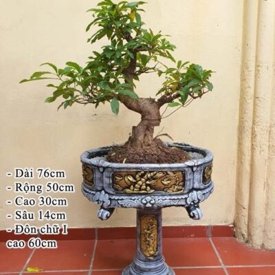 Chậu xi măng bầu dục 76x50x30