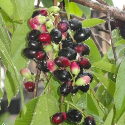 Hạt Giống cây vối nếp - 1kg