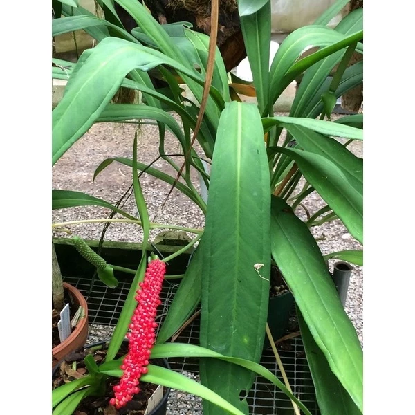 Chậu cây kiểng lá anthurium bakeri Chậu cây kiểng lá anthurium bakeri