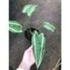 Chậu cây kiểng lá môn Mường Thái xanh