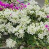 Hoa giấy trắng cẩm thạch F1