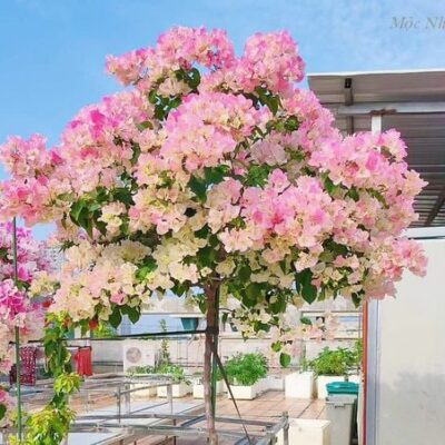 Hoa giấy Sakura C1