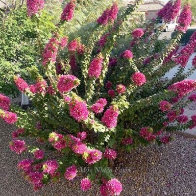 Hoa giấy Mỹ hồng L1