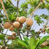 Cây Hồng xiêm ( Sa pô chê ) – Manilkana zapota
