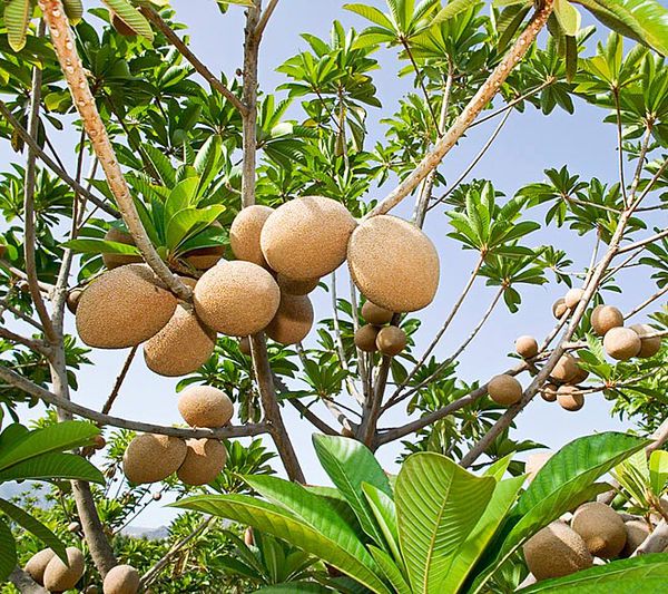 Cây Hồng xiêm ( Sa pô chê ) – Manilkana zapota Cây Hồng xiêm ( Sa pô chê ) – Manilkana zapota