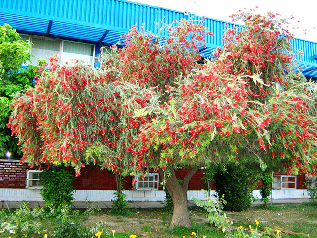 Cây Liễu rủ – Salix babylonica Cây Liễu rủ – Salix babylonica
