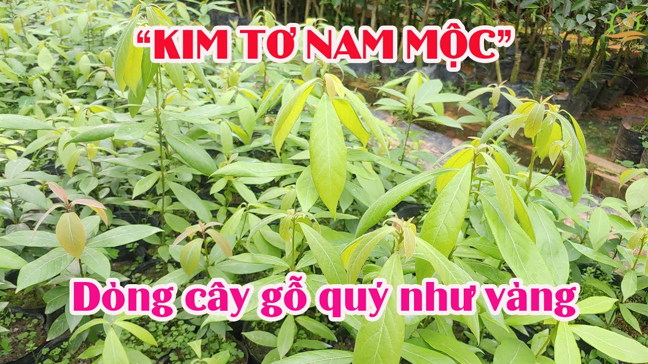 Hạt Giống cây gỗ quý Kim tơ nam mộc-1kg Hạt Giống cây gỗ quý Kim tơ nam mộc-1kg