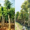 Cây Săng Lẻ (Cây Bằng Lăng Núi) trồng công trình đường kính 5-6cm, 8cm, 10cm-15cm -20cm - 25cm-30cm-35cm cao 3m-4m-5m-6m-7m -8m