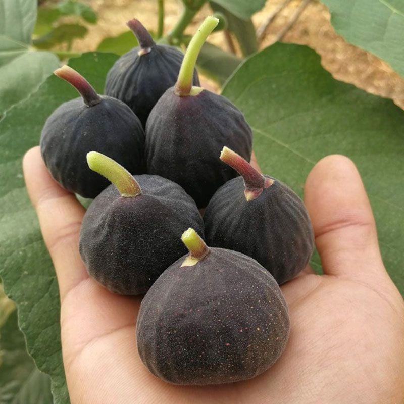 Cây giông Sung Mỹ Iraqui Cây giông Sung Mỹ Iraqui