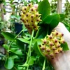 Chậu hoa lan cẩm cù Hoya " Densifolia  "