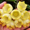 Chậu hoa lan cẩm cù Hoya "  Inflata "