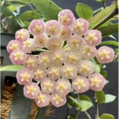 Chậu hoa lan cẩm cù Hoya " Hoya Rebecca "