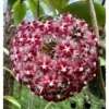 Chậu hoa lan cẩm cù Hoya " Hoya Mindorensis Red "