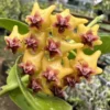 Chậu hoa lan cẩm cù Hoya " Hoya  Densiflora "