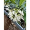 Chậu hoa lan cẩm cù Hoya " Hoya Multiflora White thân gỗ "