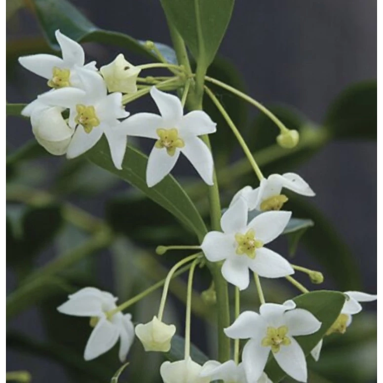 Chậu hoa lan cẩm cù Hoya " Hoya Odorata thân đứng " Chậu hoa lan cẩm cù Hoya " Hoya Odorata thân đứng "