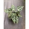 Chậu cây kiếng lá Anthurium Crystal Hope