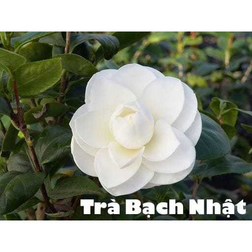 giống hoa trà my " Bạch Nhật ", cây giống size lớn cực đẹp giống hoa trà my " Bạch Nhật ", cây giống size lớn cực đẹp
