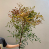 BÓ 2-3 CÀNH NAM THIÊN TRÚC TƯƠI ĐỂ CẮM CAO 1.1M