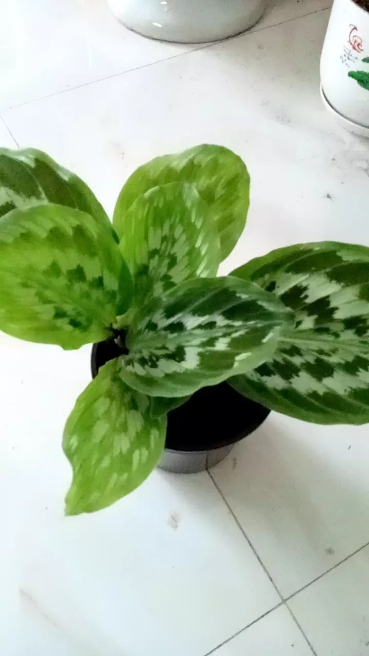 Chậu cây kiểng lá Đuôi công hoa Chậu cây kiểng lá Đuôi công hoa
