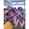 Chậu cây hải đường begonia pink pop - Hải đường Pink pop