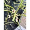 Chậu hoa lan cẩm cù Hoya " Hoya Retusa thân rủ, lá kim  "