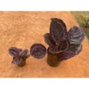 Chậu cây kiểng lá Đuôi công calathea princess Jessie