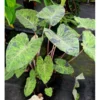 Chậu Cây kiểng lá Colocasia Mojito, khoẻ đẹp trang trí cực xinh