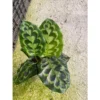 Chậu cây kiểng lá calathea Helen Kenedy - Đuôi công Helen