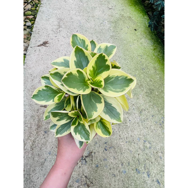 Chậu cây trường sinh vàng - Peperomia obtusifolia Chậu cây trường sinh vàng - Peperomia obtusifolia