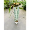 Chậu cây kiểng lá Alocasia Longiloba - Môn mũi tên