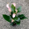 Chậu cây kiểng lá anthurium joli peach - Hồng môn hồng phấn đang hoa