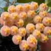 Chậu hoa lan cẩm cù Hoya " Hoya Obscura "