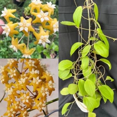 Chậu hoa lan cẩm cù Hoya " Hoya Dolichosparte Vàng "