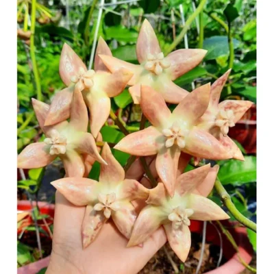 Chậu hoa lan cẩm cù Hoya " Hoya Imperialis White "