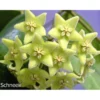 Chậu hoa lan cẩm cù Hoya " Hoya Schneei "