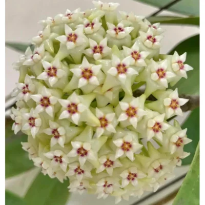 Chậu hoa lan cẩm cù Hoya " Hoya Acuta Albo "