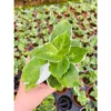 Chậu cây kiểng lá Aglaonema moonlight - Ánh trăng